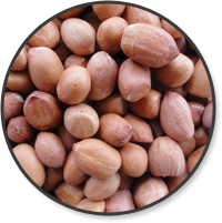 Kacang tanah